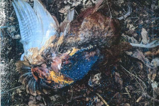 One of the pheasant carcasses coated in rat poison
