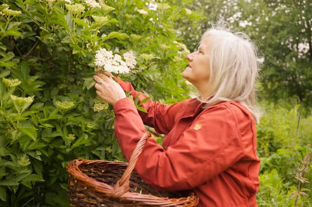 Ethnobotanist and forager Monica Wilde, of West Lothian, founder of the Wildbiome roject. PIC: Carlos Hernan.
