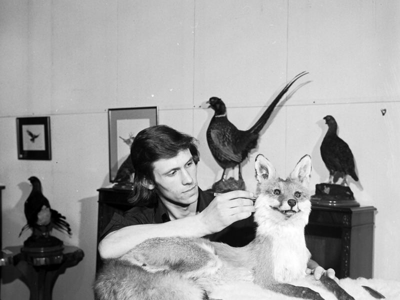 Taxidermist George Jamieson with a show of his work at Jenners department store in 1974. PIC: National World.