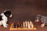 Some dogs are cleverer than others. These two hardly ever win a game.