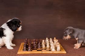 Some dogs are cleverer than others. These two hardly ever win a game.