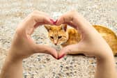 It goes without saying that you love your cat - but how can you tell that it likes you back?