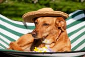 Dogs need a little more protection over the summer months.