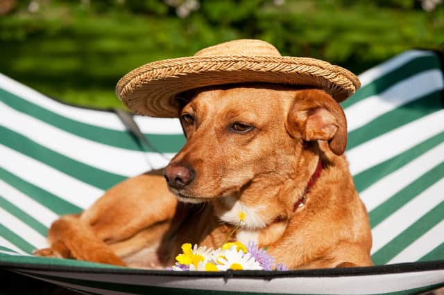 Dogs need a little more protection over the summer months.