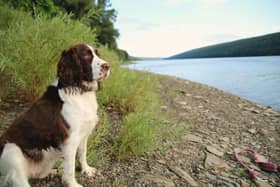Dogs love to cool off in water during the summer, but it's wise to check their potential swimming spot first.