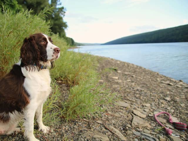 Dogs love to cool off in water during the summer, but it's wise to check their potential swimming spot first.