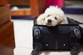 "Please take me with you!"