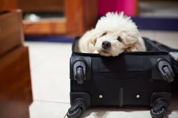 "Please take me with you!"