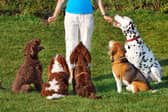Some breeds of dog tend to be easier to train than others.