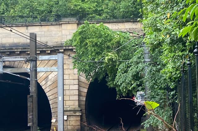 The tree in Princes Street Gardens which fell onto the overhead line near Waverley. PIC: ScotRail