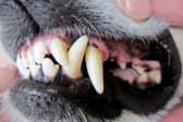 All breeds of dog have powerful jaws and are capable of delivering a painful bite.
