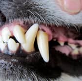 All breeds of dog have powerful jaws and are capable of delivering a painful bite.