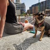The 7 second rule all dog owners should know before walking in the heat.
