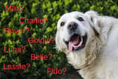 Picking a name for a dog is a tricky business.