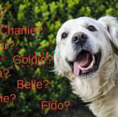 Picking a name for a dog is a tricky business.