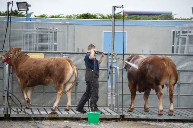 Cattle are washed and scrubbed in the washing area at the back of the Highland Hall