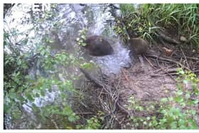 Five beaver kits have been born in Cairngorms National Park in Scotland.