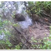 Five beaver kits have been born in Cairngorms National Park in Scotland.
