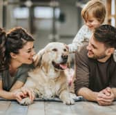 Some breeds of dog make perfect family pets.