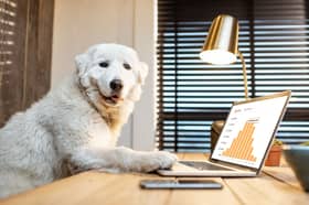 Some dogs love a trip to the office!