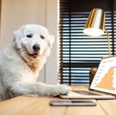 Some dogs love a trip to the office!