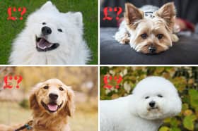 The price of a dog very much depends on the breed.