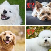 The price of a dog very much depends on the breed.