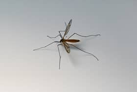 Mosquito bites can become itchy but it's important not to scratch them.