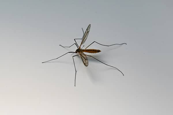 Mosquito bites can become itchy but it's important not to scratch them.