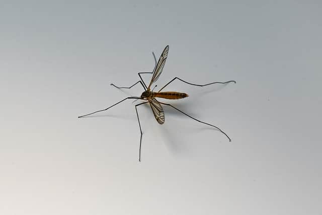 Mosquito bites can become itchy but it's important not to scratch them.