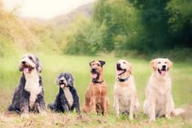 Some dogs are more likely to sit and stay than others.