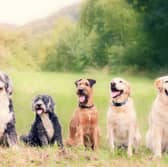 Some dogs are more likely to sit and stay than others.