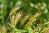 Foxtail presents a danger to dogs.