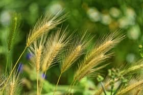 Foxtail presents a danger to dogs.