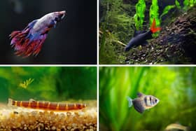 Some of the best tropical fish for beginners.