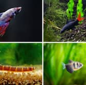 Some of the best tropical fish for beginners.