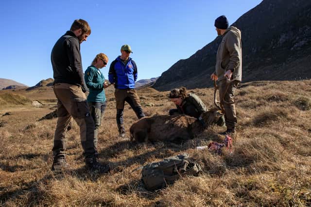Collared stag being monitored by researchers and stalkers