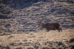 A stag fitted with a GPS collar as part of the deer management initiative 