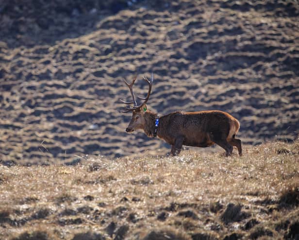 A stag fitted with a GPS collar as part of the deer management initiative 