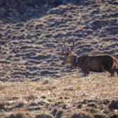 A stag fitted with a GPS collar as part of the deer management initiative 