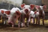 Some fear that African swine fever could be the death knell for the UK pig industry (Picture: Damien Meyer)
