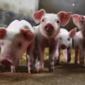 Some fear that African swine fever could be the death knell for the UK pig industry (Picture: Damien Meyer)