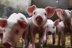 Some fear that African swine fever could be the death knell for the UK pig industry (Picture: Damien Meyer)