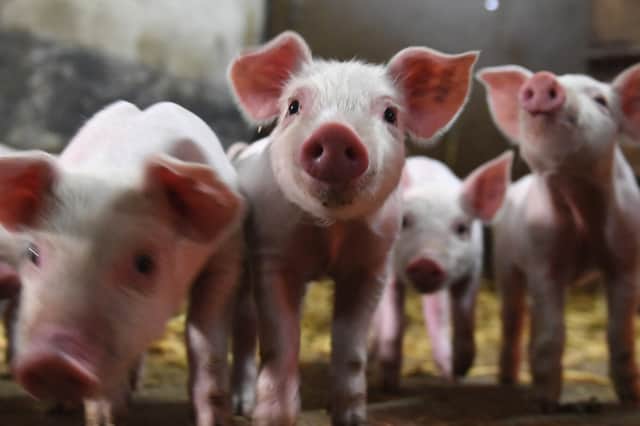 Some fear that African swine fever could be the death knell for the UK pig industry (Picture: Damien Meyer)