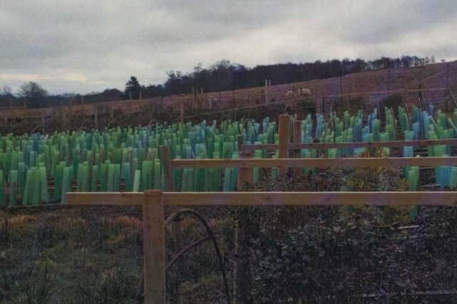 An image of the alleged tea plantation.