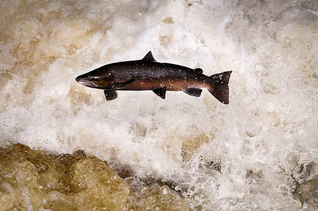 Salmon, known as the 'King of Fish', are natural wanderers who should not be forced to swim in circles like caged tigers endlessly pacing around their enclosure (Picture: Jeff J Mitchell)