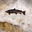 Salmon, known as the 'King of Fish', are natural wanderers who should not be forced to swim in circles like caged tigers endlessly pacing around their enclosure (Picture: Jeff J Mitchell)