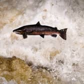 Salmon, known as the 'King of Fish', are natural wanderers who should not be forced to swim in circles like caged tigers endlessly pacing around their enclosure (Picture: Jeff J Mitchell)