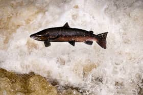 Salmon, known as the 'King of Fish', are natural wanderers who should not be forced to swim in circles like caged tigers endlessly pacing around their enclosure (Picture: Jeff J Mitchell)