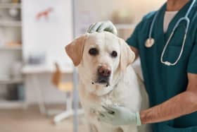 Nobody enjoys a visit to the vet.